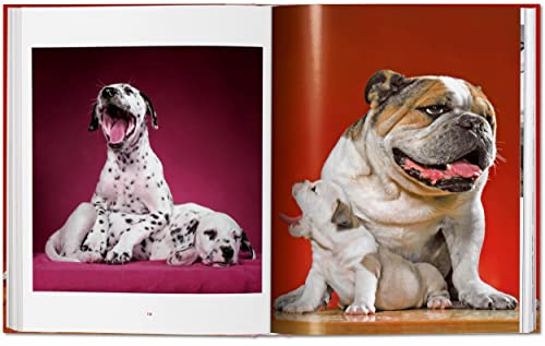 Dogs: Photographs 1941-1991