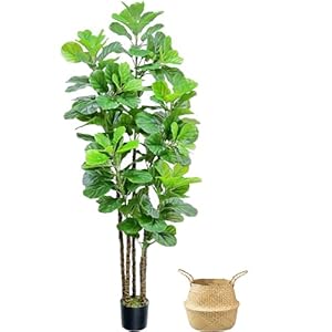 Roomtecartificialfiddleleaffigtree7fttallartificialtreewithwovenseagrassplantbasketfakefloorplantinpotforhomedecorlivingroomindooroutdoorofficebedroomdecor Urban Country Home Decor Roomtec artificial fiddle leaf fig tree7 ft tall artificial tree with woven seagrass plant basket fake floor plant in pot for home decor living room indoor outdoor office bedroom decor urban country home decor