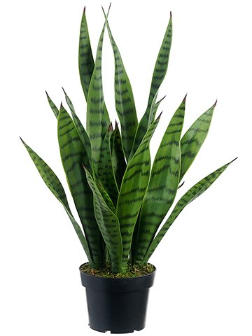 24" Sansevieria in Pot Green (Pack of 4)