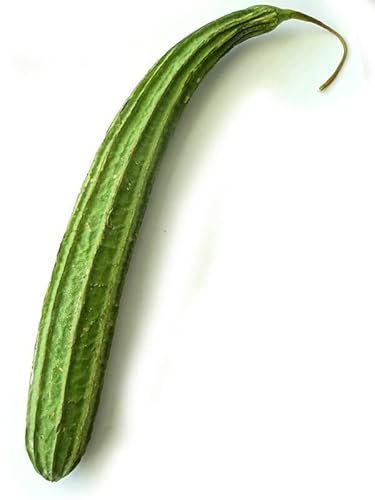 Luffa (Luffa cylindrica) - ca. 5 Samen
