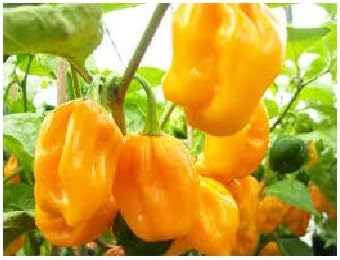 Habanero Big Sun Yellow 15 Semillas Heirloom Hot African Chili Pepper Extreme Rare