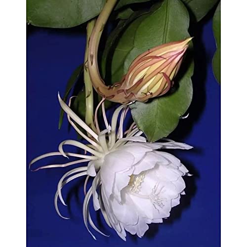 Pyanabi Brahma Kamal Plant Original White Plant Special Variety Height 0.5 To 1 Feet (flower After 6 Months) Night Queen Flower Tree Pack Of 1 Live Flower Plant For Home Garden