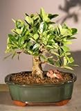 Green Island Ficus Bonsai Tree - Medium (ficus microcarpa)