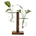 ADSRO Stand Glass Planter Bulb Vase, Glass Flowerpot with Vintage Wood Frame Holder for Hydroponic Plant Family Garden Wedding Decoration - (2 Bulb Vase)