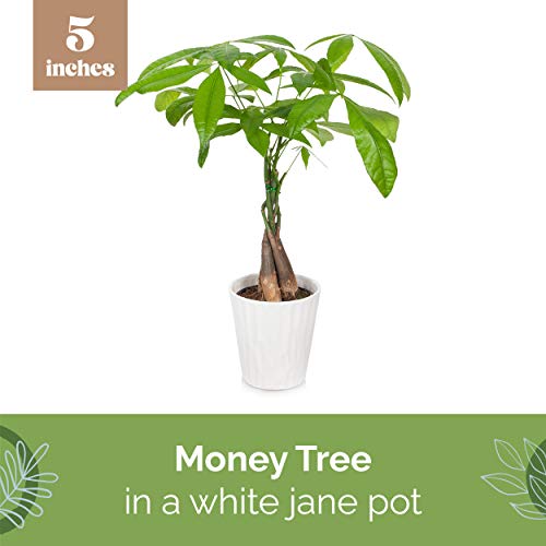 Plants & Blooms Shop PB408 Money Tree, 5\", White Pot, Indoor Live Plant Decoration, Live Plant Gift