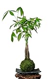 Kokedama Pachira Árbol Dinero con Bola de Musgo Vivo DECOALIVE Planta Natural de Interior