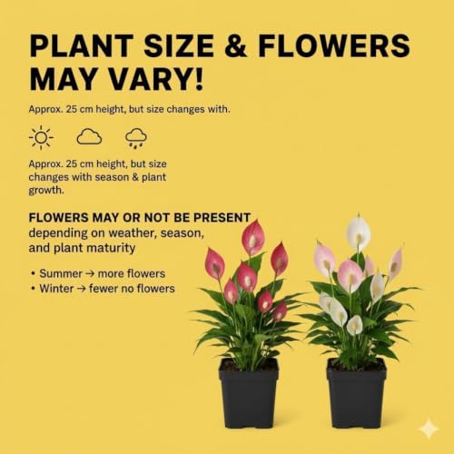 Image of Peace Lily Combo Plant | Live Indoor Flowering Spathiphyllum | Air Purifying Houseplant for Home and Office | Low Maintenance Decorative Plant for Gifting With Pot (PEACE LILY)