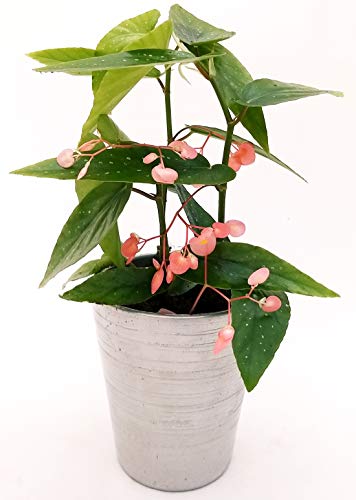 Bgona TAMAYA, CORALINA, TAMAIA, en maceta cerámica plata, planta real Cover