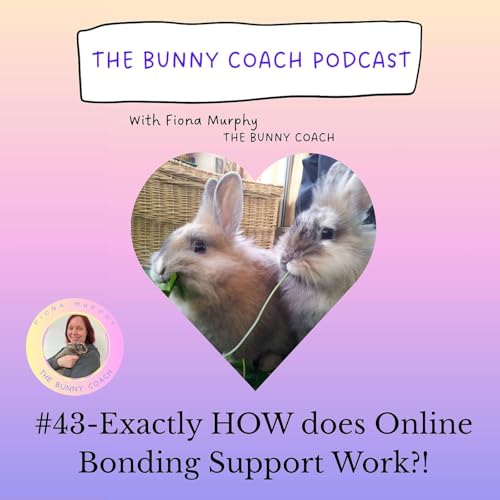 #43 - Exactly HOW does Online Rabbit Bonding Support Work?!