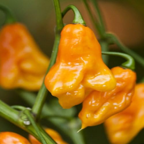Plant World Seeds - Pepper Scotch Bonnet - Yellow Seeds (Pepper Seeds)