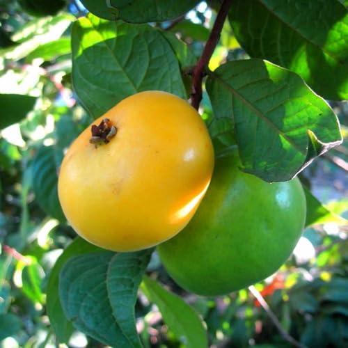 Muda De Araçá Boi Legitima Fruta Do Iorgute Eugenia Stipitata
