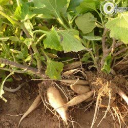 Poire de terre Yacon (lot de 3 pieds)