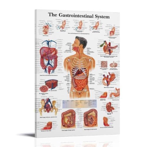Gastrointestinal System impression toile pour chambre enfant et deco salon design