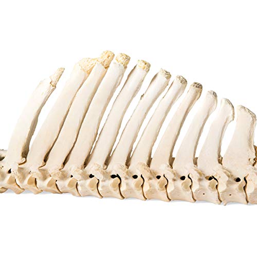 Image of 3B Scientific GmbH T30056 Horse Spine, flexibly Mounted