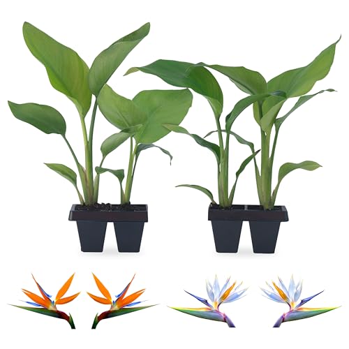 Bird of Paradise Plants Live (4-Pack), Strelitzia...