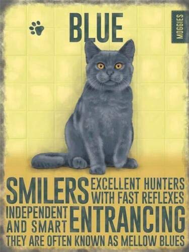 Vintage Style Metal Wall Sign Plaque Russian Blue Cat Kitten Gift - Image 2