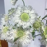 semillas de escabiosa, orgánicas jardín decoración la sala estar interior exóticas exterior cama elevada balcón invernadero 30pcs