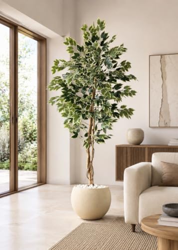 Image of MASON HOME Artificial Variegated Dried Ficus Plant Without Pot - 6.5 Feet | Realistic - Trees - Flowers | Indoor Tropical | Home - Shop - Office | Gifting - Decor - Ambience - Durable | No Maintenance