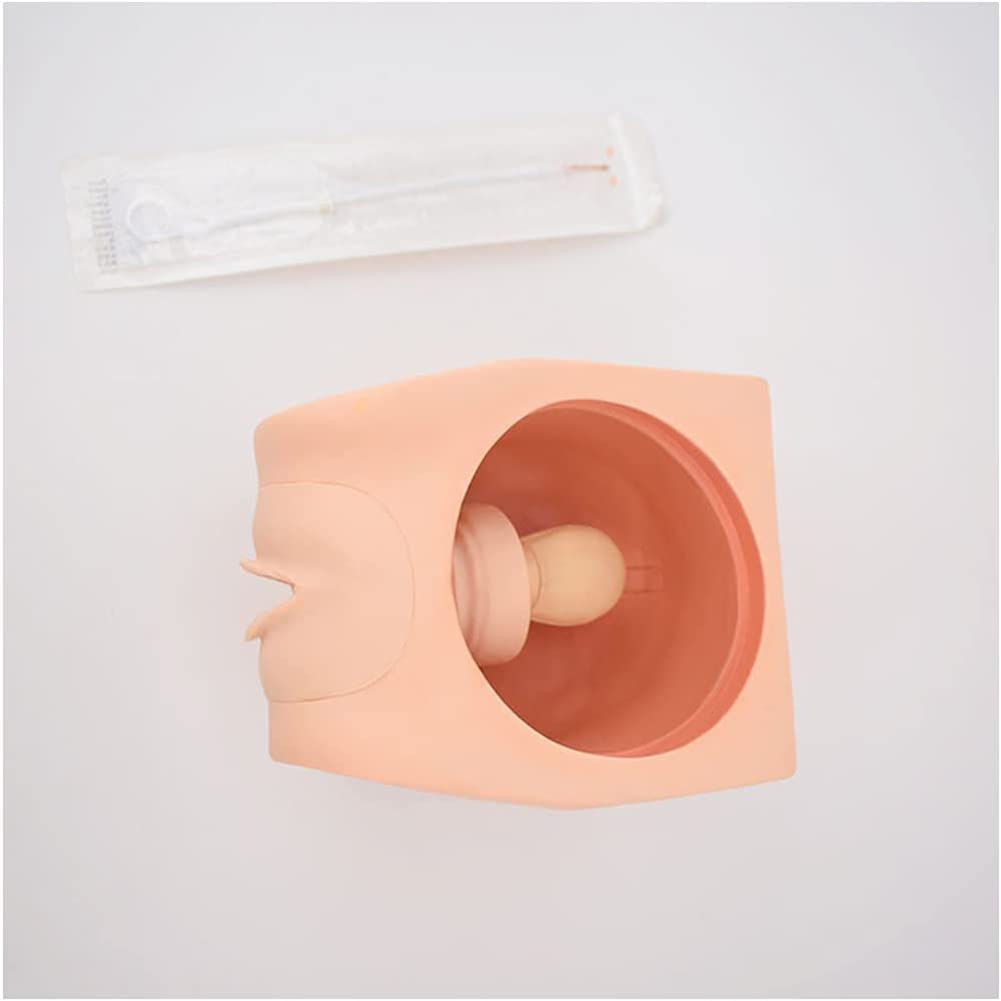 Modello di Guida alla contraccezione Femminile 1:1 Modello didattico per la contraccezione Manichino in PVC Modello didattico per la ginecologia Aiuto alla Formazione educati