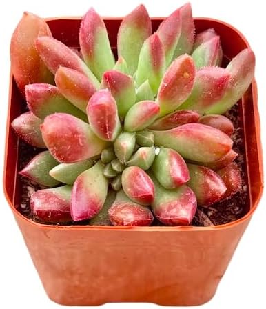 Vista 4 de Sedeveria Pink Ruby - Plantas suculentas únicas de 2 pulgadas, plantas suculentas de arranque vivo, plantas de interior de fácil cuidado enraizadas