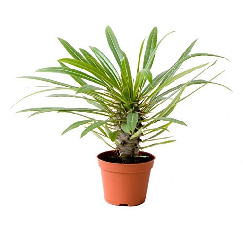 See full amazon price history chart for Madagascar Palm"Pachypodium Lamerei"Plant Madagascar Palm"Pachypodium Lamerei"Plant (B0B6CPT6LL) Amazon Price History, Amazon Price Tracker