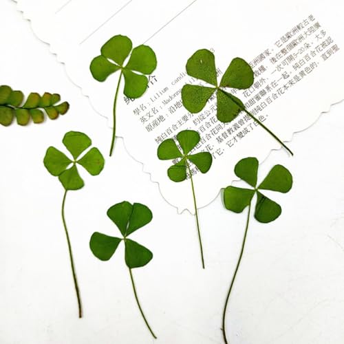 Flores secas de trébol de cuatro hojas prensadas 24 piezas miniatura 6