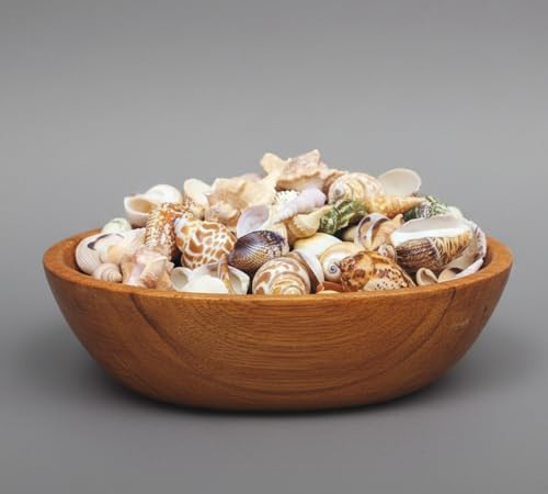 Image of Decorative Mix Sea Shell for Aquarium, shells for craft, jewellary making, Resin Art, Mix collection (All sizes) (400, Grams)