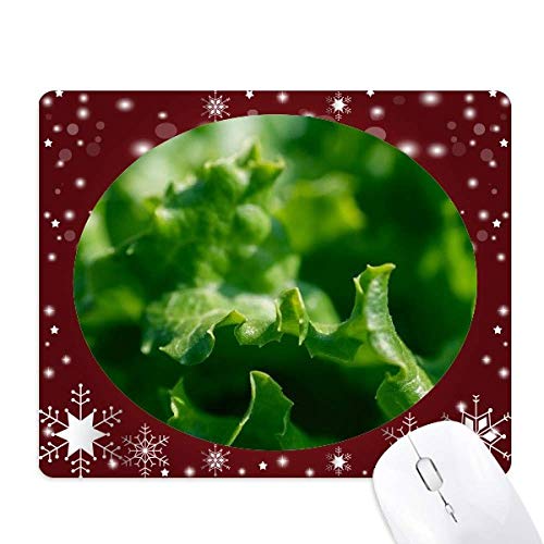 _炩tA̎R̎ʐ^ ItBXpS}EXpbh