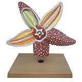 Eisco Starfish Anatomy Model, Marine Biology Model, 4X Life-Size, 3-Part