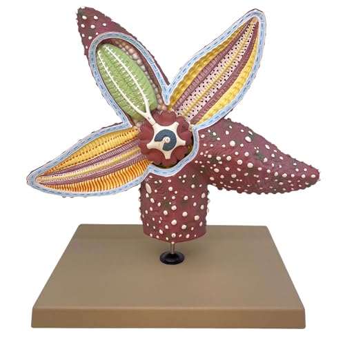 Image of Eisco Labs - Starfish Anatomy Model - Handcrafted, 4X Life-Size Invertebrate Educational Tool, Marine Biology, Teaching, Lab Display