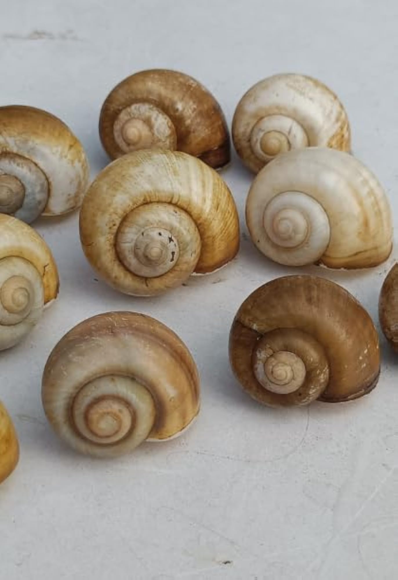 Natural Snail Shells for Decoration