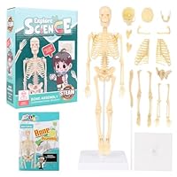 Lotvic Mini Human Skeleton Model, 35cm Skeleton Model with Movable Arms and Legs, Educational 3D Human Body Skeleton with Base for Medical Teaching Learning