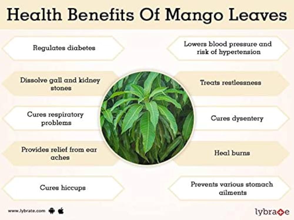 mango leaves benefits