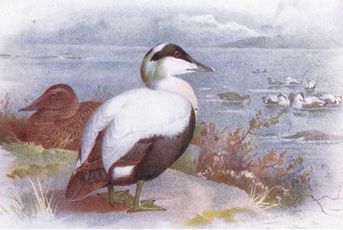 Arte de lienzo de Archibald Thorburn pintura decorativa con acabado premium de 60x90