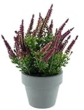 mucplants