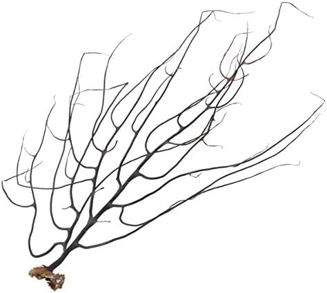 1Pc Natural Coral Ornament, Black Sea Fan Fish Tank Decoration Sea Coral Ornament Aquarium Sea Fans for Fish Tanks Terrariums Art Projects Wall Decor| Random Size