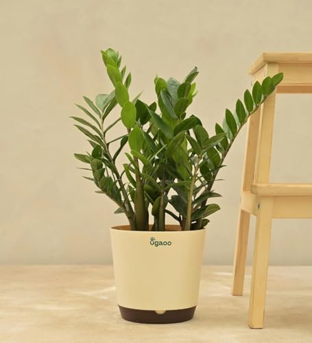 UGAOO ZZ Zamia Natural Live Indoor Plant - Large