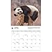 Carousel Calendars, Giant Pandas WWF 2026 Wall Calendar, 14'' X 12'', 16-Month Calendar with Stapled Binding
