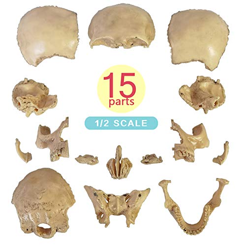 Didactic 15 Parts Anatomy Palm-Sized Human Medical Skull Model, Exploded Skull,Dental Clinic Teaching Equipment,Medical Anatomy Physiology Teaching Learning,Manual Included,Size 4.49*3.44*4.49 in