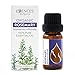 BIO Rosmarin (Rosmarinus officinalis) ätherisches Öl 10ml, 100% naturrein, Bio-zertifiziert, höchste Qualität aus eigenem Familienunternehmen, therapeutische Qualität 10ml