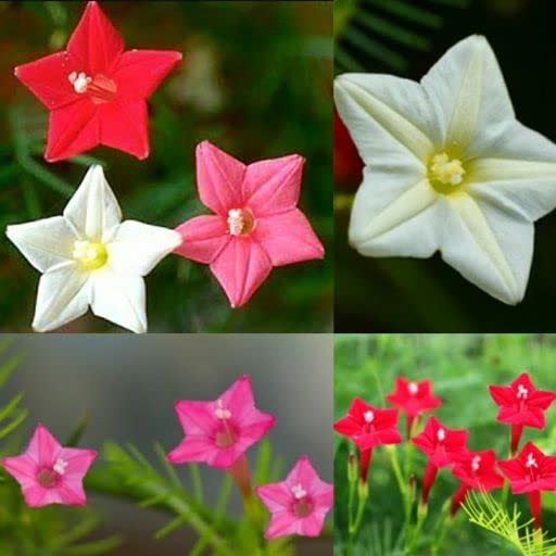 Vinca Art Cypress Vine Mixed Seeds - Pink, Red, and White Colour Ipomoea Quamoclit Star Glory Humming Bird Vine Akashamulla,Ganesh Bel Morning Glory Flower Plant -60 Seeds- Up to 20 Feet (B0BBXR168Z) Amazon Price History, Amazon Price Tracker