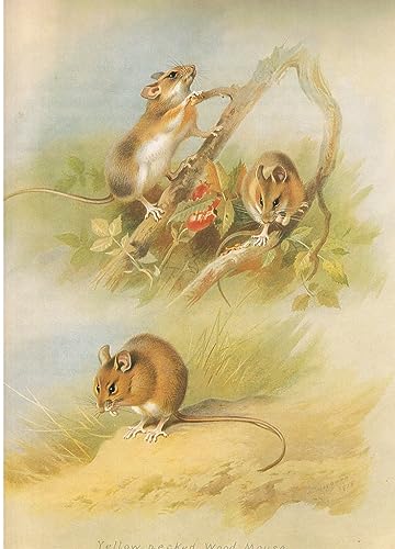 Affiche décorative de peinture de Thorburn - Poster mural de souris pour la maison