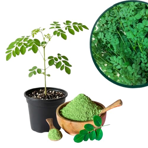 2 Moringa Tree Live Plants Moringa Oleifera Starter Plants Drumstick Tree 3-6 Inch Tall Fast Growing Ready to Grow for Outdoor Garden Well Rooted 2 Plants per Pot