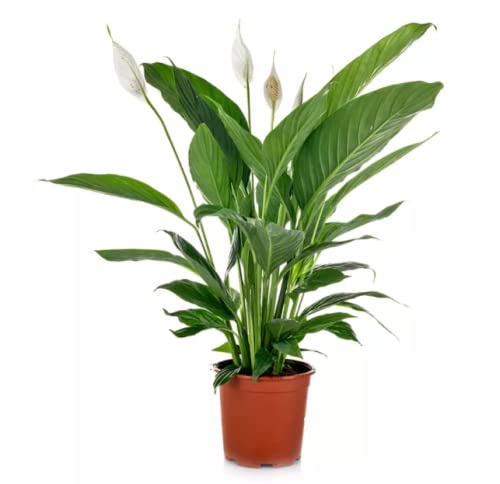 DECOALIVE Lirio de Flor Blanca Planta de Interior Spathiphyllum Peace Lily