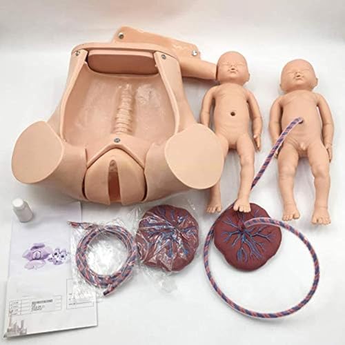 Anatomy Childbirth Simulator Manikin Childbirth Demonstration, Life Size Pelvic Anatomical Model Delivery Maternity Teaching Mold Includes Models of Baby Uterus Amniotic Sac Pelvis Placenta Umbilical