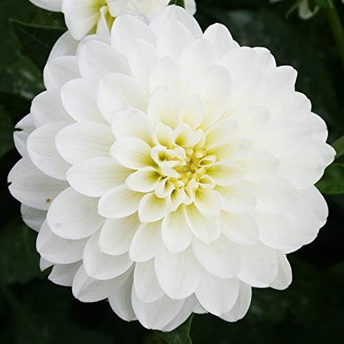 Wittem Decorative Dahlia Flower Bulbs - 3 Tubers per Pack - Deer Resistant - Good as Cut Flowers - Grows Well in Containers - Easy to Grow Live Plants - Outdoor Garden