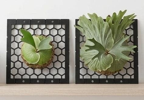 ビカクシダ 板付用 2枚セット ハニカム・シールド型 着生材 へご板 Amazon｜ビカクシダ 板付用 2枚セット 着床板 ハニカム型 コウモリラン