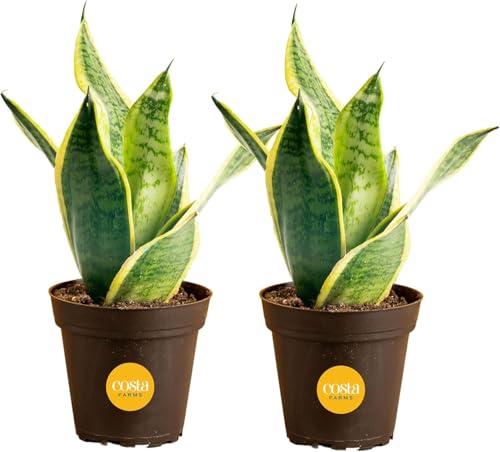 Costa Farms Snake Plants, Live Plants in Plastic Pots, Easy to Maintain, Air Purifying Indoor Succulent Houseplants, Assorted Variety, Home or Office Decor, 8-12 Inches Tall, Pack of 2