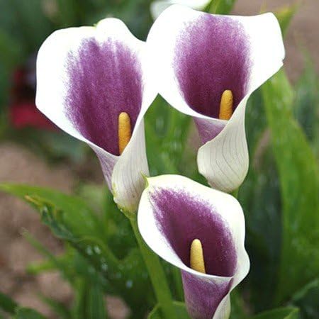 3 X Calla Zantedeschia Picasso - Calla Bianca Con Interno Viola - Bulbi Di Alta Qualità (3)