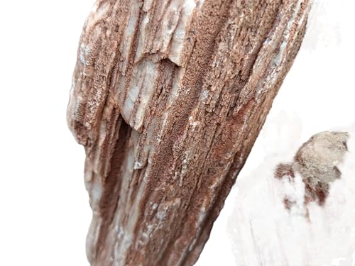 Image of Natural Redwood Petrified Stone for Aquarium Decoration | Aquascaping Rock for Fish Tanks, Terrariums, and Bonsai | pH Neutral, Dense Hardscape Stone with Wood-Like Grain Patterns (5 Kg)